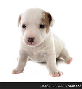 portrait of a purebred puppy jack russel terrier in studio