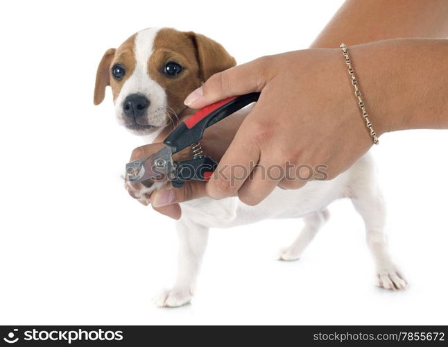 portrait of a purebred puppy jack russel terrier in studio