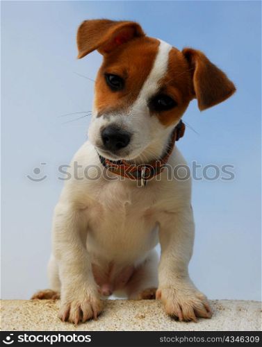 portrait of a purebred puppy jack russel terrier in the nature
