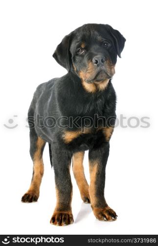 portrait of a purebred puppy rottweile, three months old, in front of white background