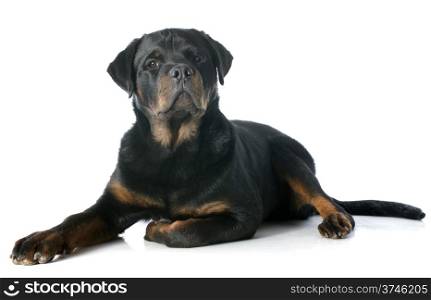 portrait of a purebred puppy rottweiler, 6 mont old, in front of white background