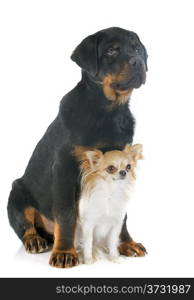 portrait of a purebred puppy rottweiler and chihuahua in front of white background