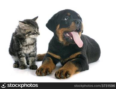 portrait of a purebred puppy rottweiler and kitten in front of white background