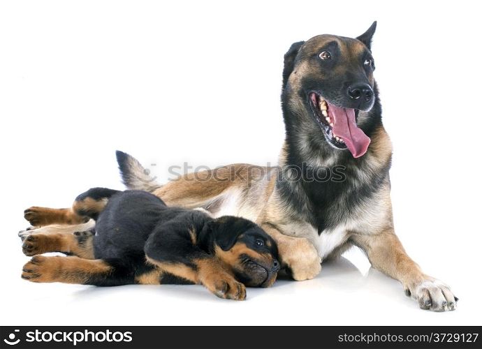 portrait of a purebred puppy rottweiler and malinois in front of white background