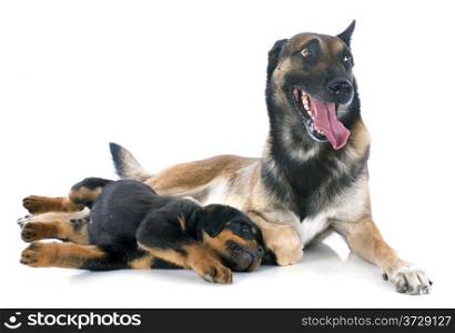 portrait of a purebred puppy rottweiler and malinois in front of white background