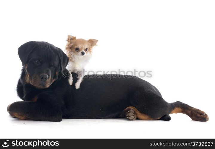 portrait of a purebred puppy rottweiler and rottweiler in front of white background