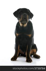 portrait of a purebred puppy rottweiler in front of white background