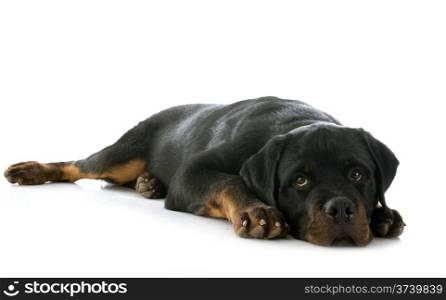 portrait of a purebred puppy rottweiler in front of white background