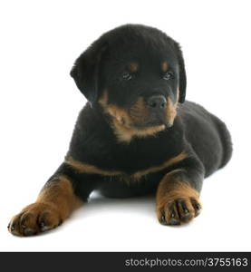 portrait of a purebred puppy rottweiler in front of white background