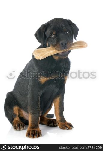 portrait of a purebred puppy rottweiler with a bone in front of white background