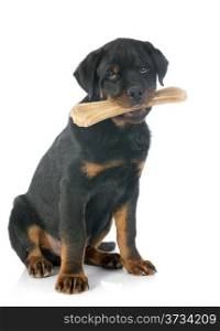 portrait of a purebred puppy rottweiler with a bone in front of white background