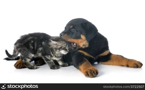 portrait of a purebred puppy rottweiler with kitten, in front of white background