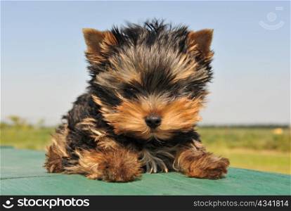 portrait of a purebred puppy yorkshire terrier