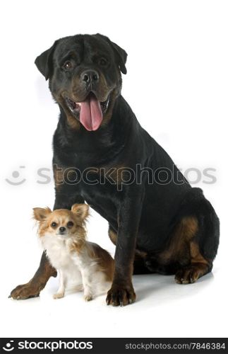portrait of a purebred rottweiler and chihuahua in front of white background