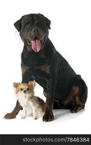 portrait of a purebred rottweiler and chihuahua in front of white background