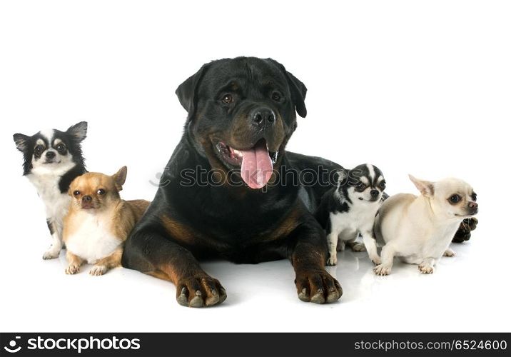 portrait of a purebred rottweiler and chihuahuas in front of white background