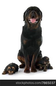 portrait of a purebred rottweiler and puppies yorkshire terrier in front of white background