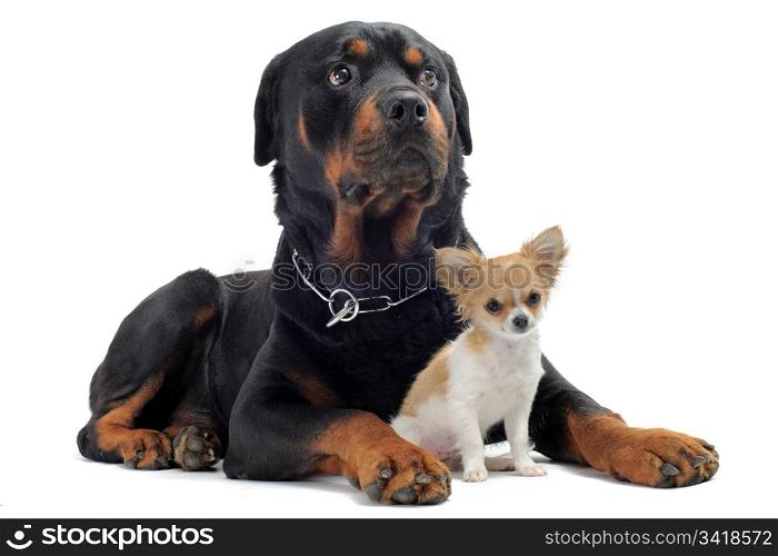portrait of a purebred rottweiler and puppy chihuahua in front of white background