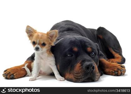 portrait of a purebred rottweiler and puppy chihuahua in front of white background