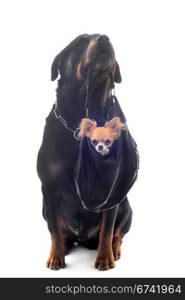 portrait of a purebred rottweiler and puppy chihuahua in front of white background