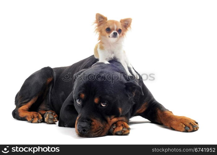 portrait of a purebred rottweiler and puppy chihuahua on the back in front of white background