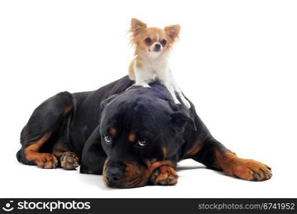 portrait of a purebred rottweiler and puppy chihuahua on the back in front of white background