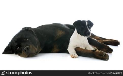 portrait of a purebred rottweiler and puppy jack russel terrier, in front of white background