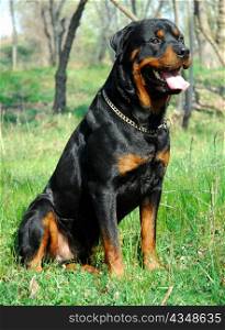 portrait of a purebred rottweiler in a field
