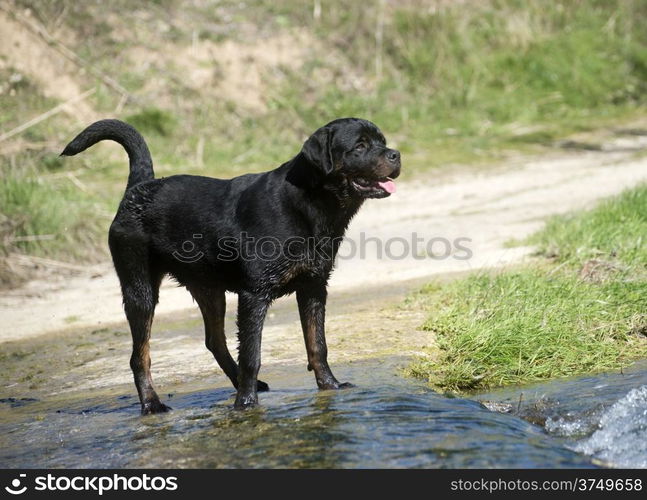 portrait of a purebred rottweiler in a river