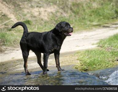 portrait of a purebred rottweiler in a river