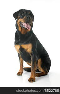 portrait of a purebred rottweiler in front of white background