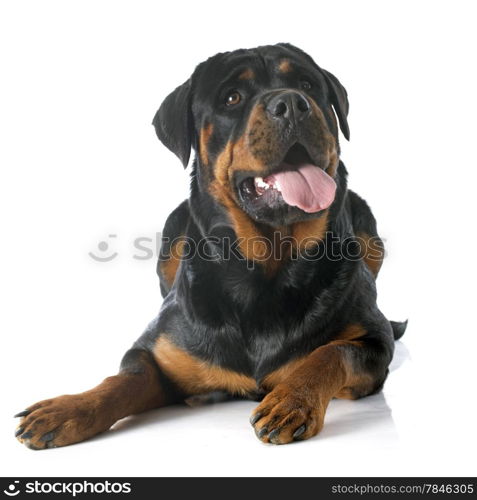 portrait of a purebred rottweiler in front of white background