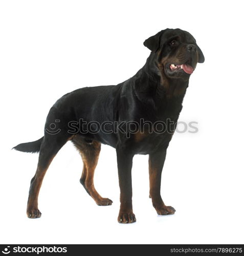 portrait of a purebred rottweiler in front of white background