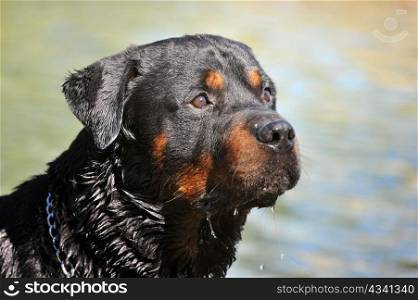 portrait of a purebred rottweiler in the water