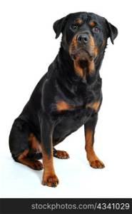 portrait of a purebred rottweiler on a white background