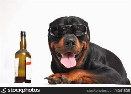 portrait of a purebred rottweiler with sunglasses and bottle of alcohol. focus on the dog