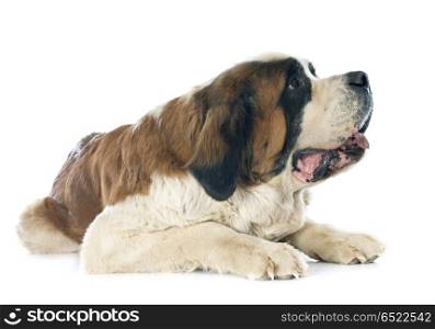 portrait of a purebred Saint Bernard in front of white background
