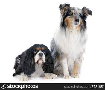 portrait of a purebred shetland dog and cavalier king charles in front of white background