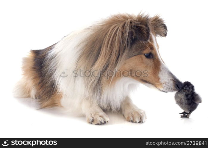portrait of a purebred shetland dog and chick in front of white background