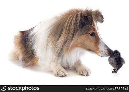portrait of a purebred shetland dog and chick in front of white background