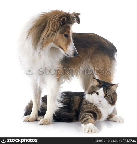 portrait of a purebred shetland dog and maine coon cat in front of white background