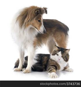 portrait of a purebred shetland dog and maine coon cat in front of white background