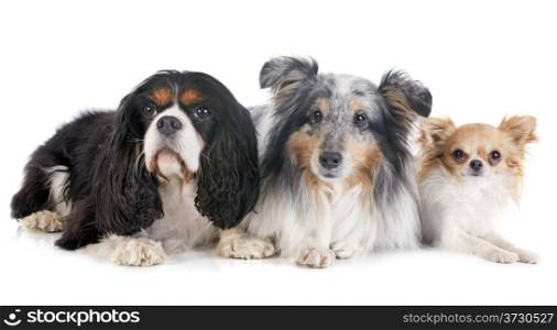portrait of a purebred shetland dog, chihuahua and cavalier king charles in front of white background