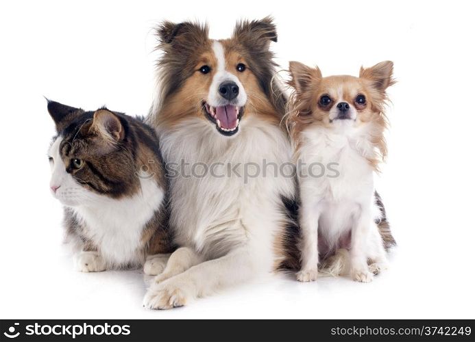 portrait of a purebred shetland dog, chihuahua and maine coon cat in front of white background