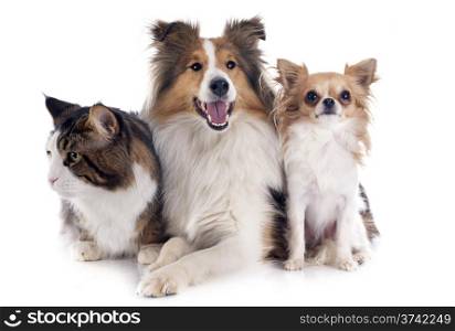 portrait of a purebred shetland dog, chihuahua and maine coon cat in front of white background