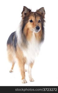 portrait of a purebred shetland dog in front of white background