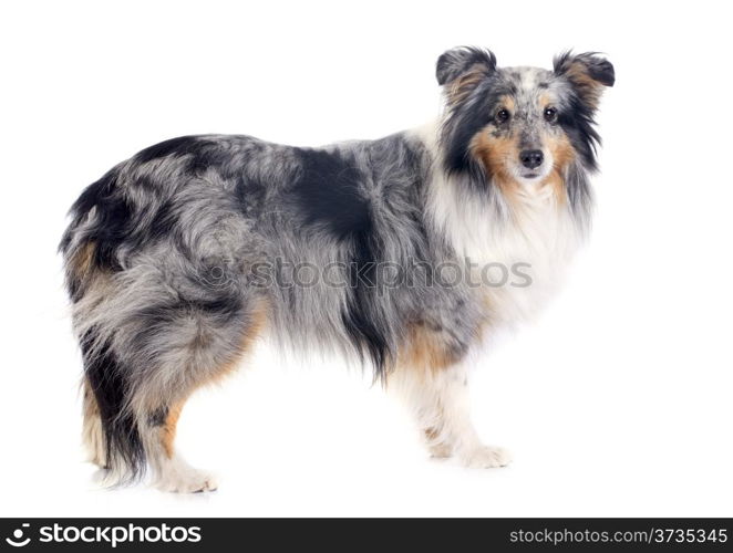 portrait of a purebred shetland dog in front of white background