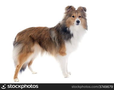 portrait of a purebred shetland dog in front of white background