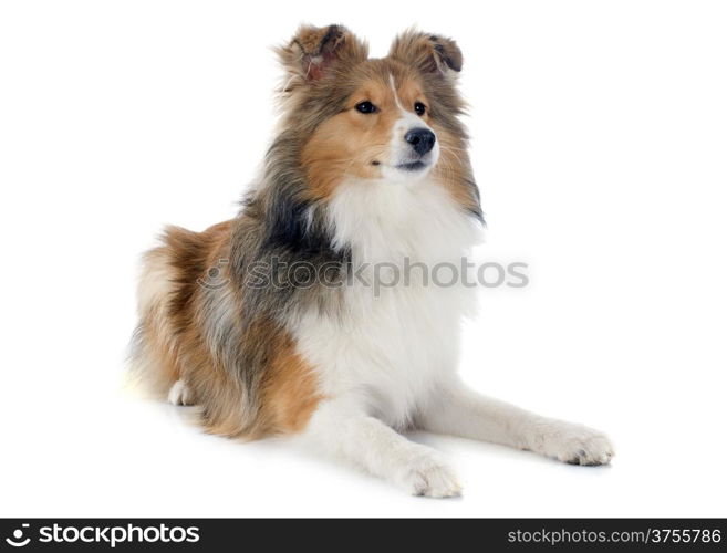 portrait of a purebred shetland dog in front of white background