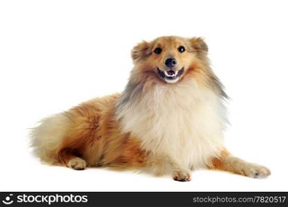 portrait of a purebred shetland dog in front of white background